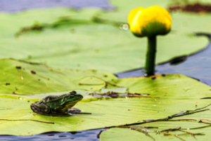 Une grenouille sur une feuille de nénuphar