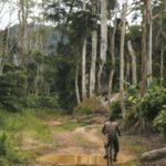 Environnement : Tchamba 2 et Tchamba 3 s’engagent pour restaurer 46.000 hectares de forêts