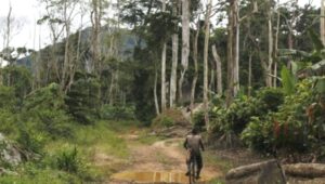 Environnement : Tchamba 2 et Tchamba 3 s’engagent pour restaurer 46.000 hectares de forêts