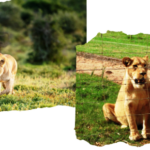 Faune : Forte opposition à l'élevage commercial de lions en captivité en Afrique du Sud (résultats d'un sondage international)