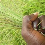 Festifonio-1 : Lomé lance la reconquête du fonio, une céréale d’avenir