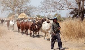 Transhumance au Togo : Un nouveau plan pour prévenir les conflits et mieux organiser le secteur