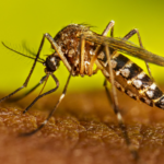 Recrudescence de Dengue dans le Grand Lomé : Le gouvernement appelle à la vigilance