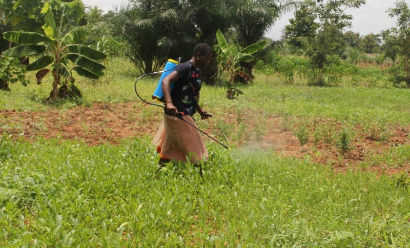 Togo : À Assou Kondji, ces femmes qui misent sur l’adémé pour leur autonomie