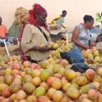 Filière mangue : la production repart à la hausse, les exportations progressent