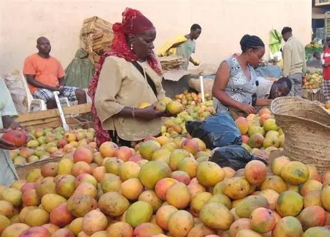Filière mangue : la production repart à la hausse, les exportations progressent