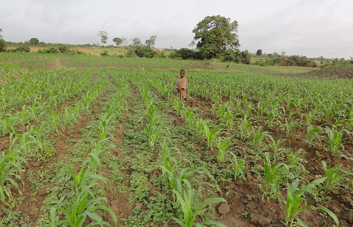 Dématérialisation des autorisations d’importation de produits agricoles : Le projet « ePermis » lancé au Togo